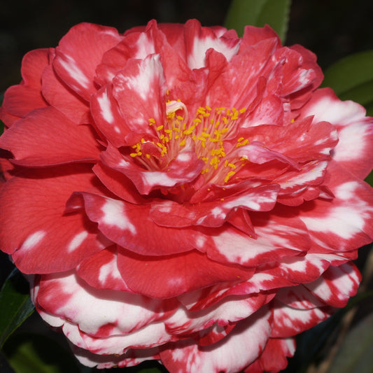 Bobbie Fain Variegated Camellia Japonica