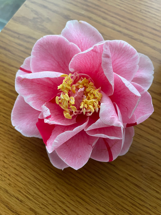 Oki-no-nami  Camellia japonica