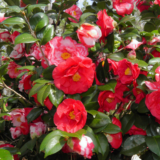 Iwane Shibori Camellia japonica