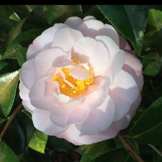 Eliot's Beauty - Camellia japonica