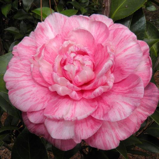Lindsey - Camellia japonica