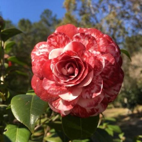 Tudor Baby Variegated Camellia Japonica 1 year