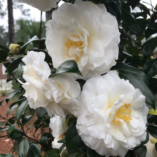 Colonial Dame Camellia japonica