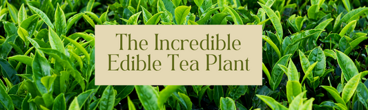 The Incredibe Edible Tea Plant