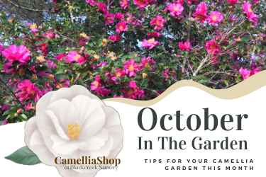 October In the Camellia Garden