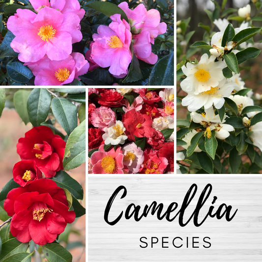 Camellias Species~  Understanding the difference!