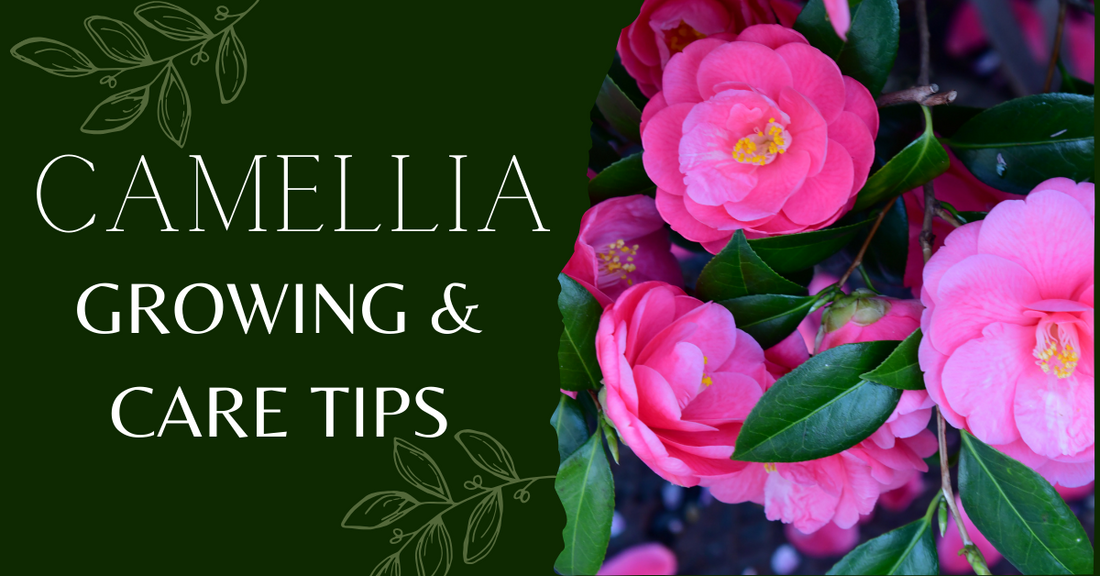 Growing & Caring for Camellias