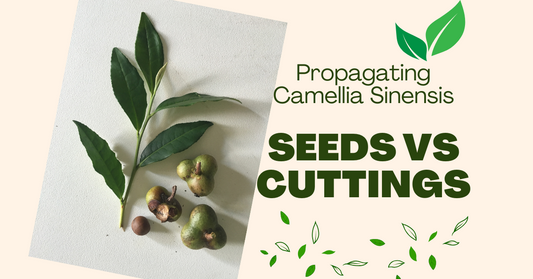 Seeds Vs Clones - Camellia sinensis
