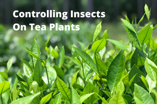 Controlling Insects On Tea