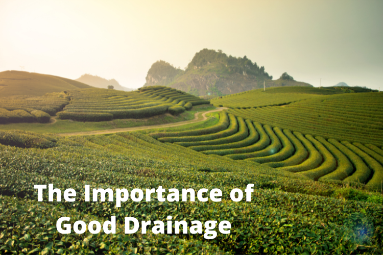 The Importance Of Good Drainage