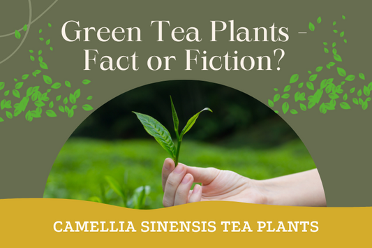 Green Tea Plants - Fact or Fiction?