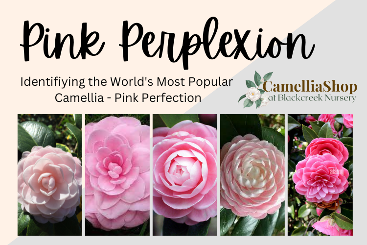 Pink Perplexion -  Who is the Real Pink Perfection?