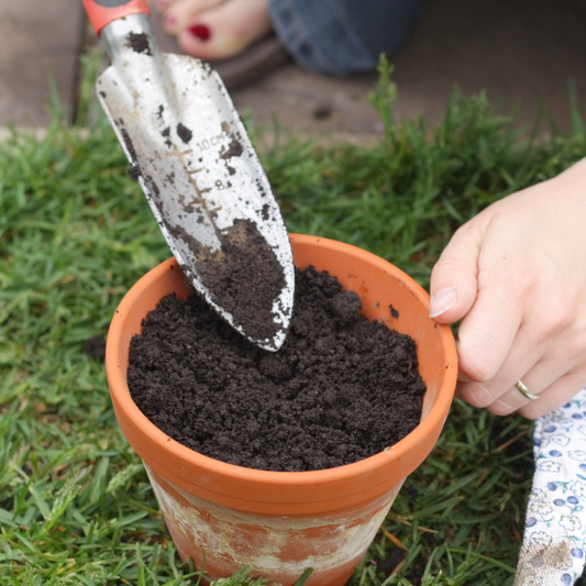 Potting Soil For Camellias