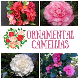 Ornamental Camellias