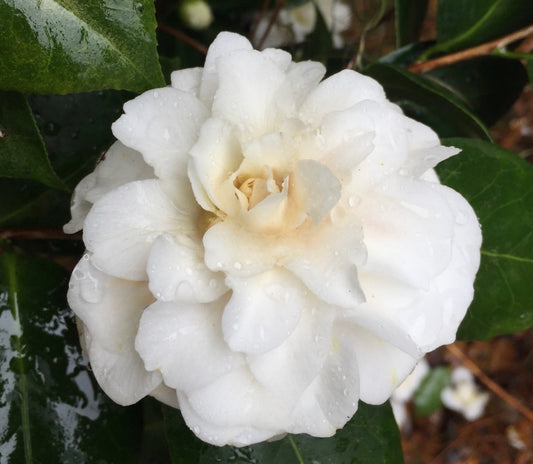 Purity Camellia Japonica 2 year