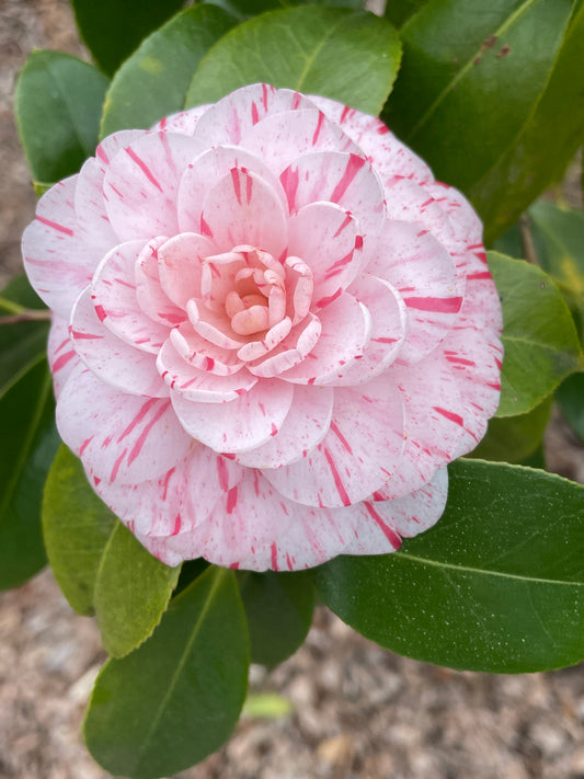 Camellia japonica 'Madison Lee'