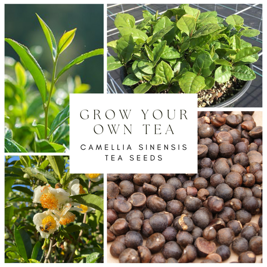 Camellia sinensis Tea Seeds - 20ct