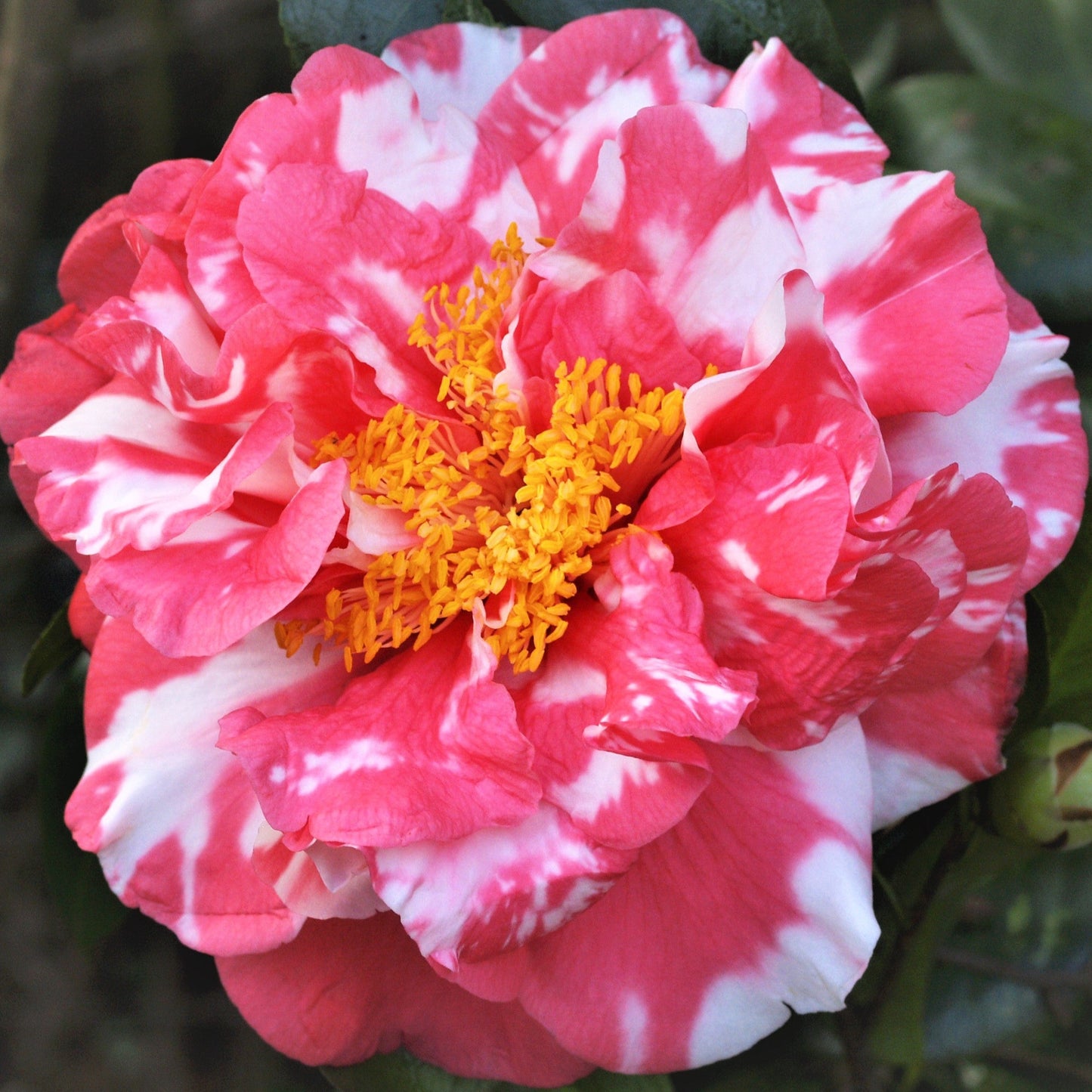Tomorrow Variegated - Camellia Japonica 1 Year