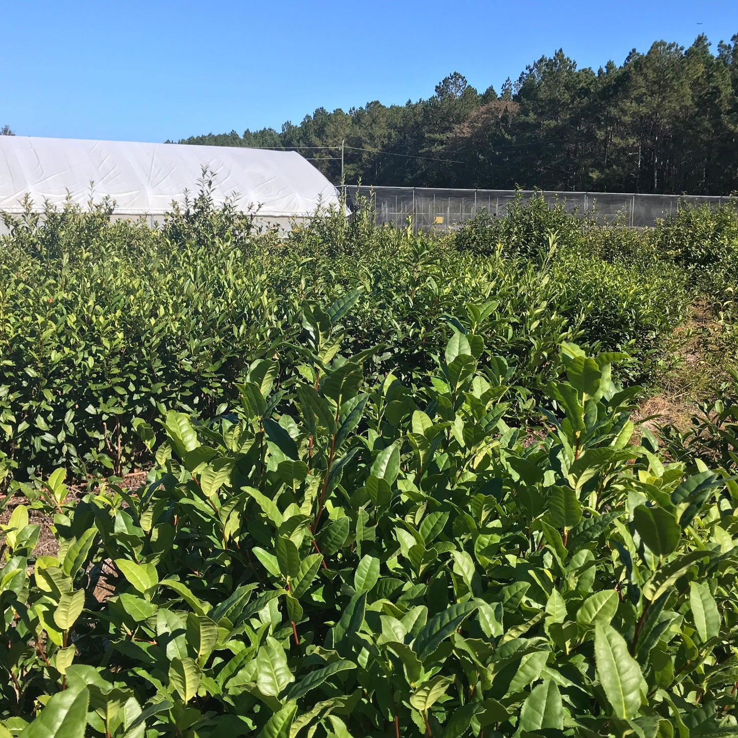 Camellia Sinensis Tea Plant  SOLD OUT