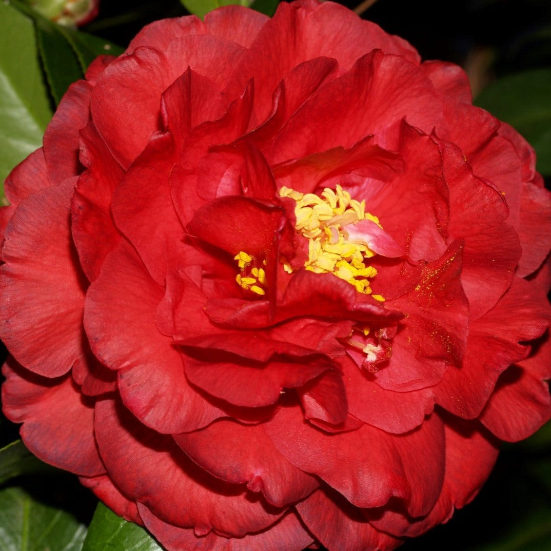 Bobbie Fain Camellia Japonica (1 Year)