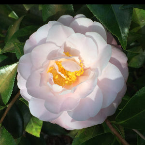 Eliot's Beauty - Camellia japonica (2 year)