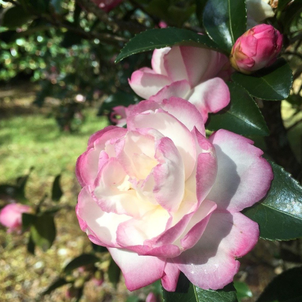 Ornamental Camellias – Blackcreek Nursery and Camelliashop