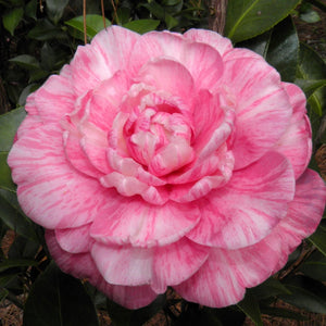 Lindsey - Camellia japonica 1 Year