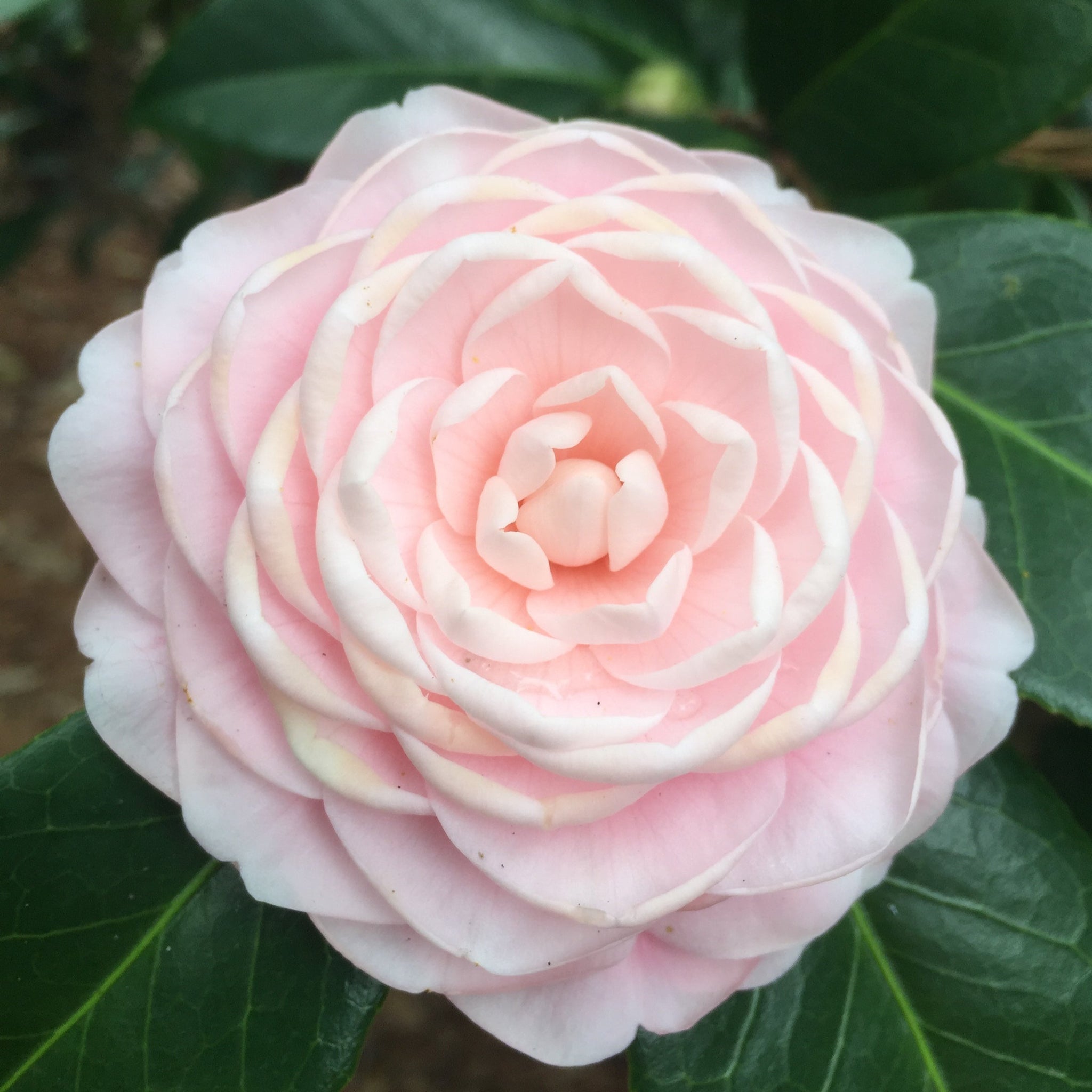 Pink Perfection Camellia japonica (1 year)