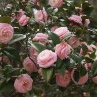 Pink Perfection Camellia japonica (1 year)