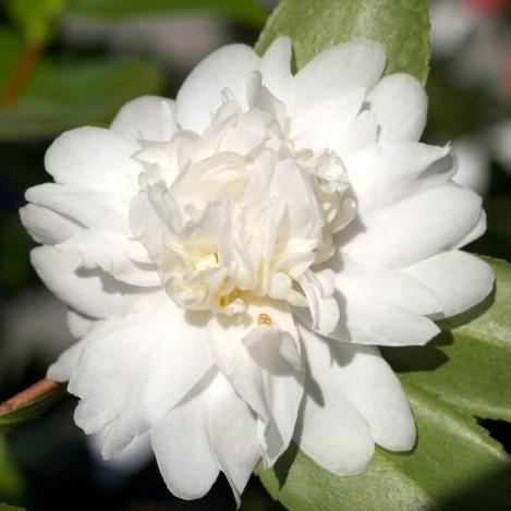 Snow Flurry - Camellia Hybrid (2 Year)