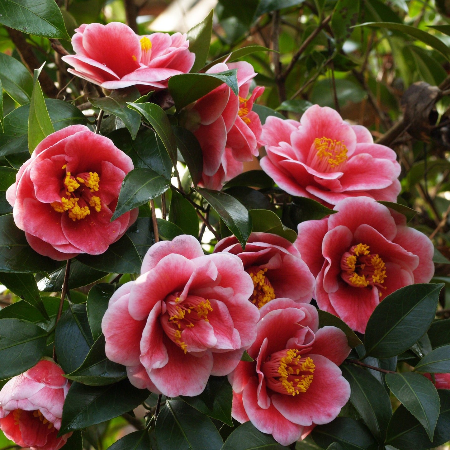 Tama Vino Camellia japonica  1 year