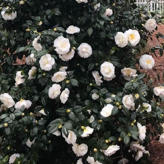Colonial Dame Camellia japonica 2 Year